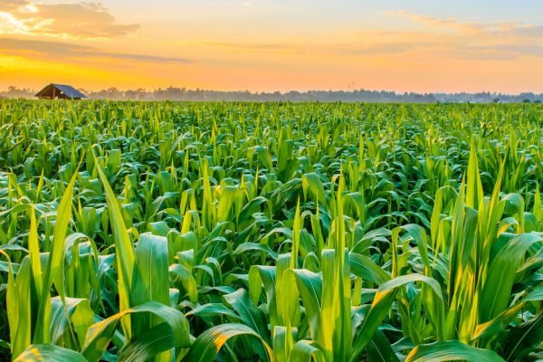 CORN